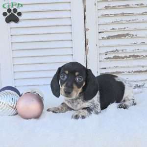 Skye, Dachshund Puppy